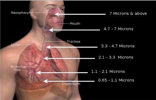 Human Lung and Diesel Particles